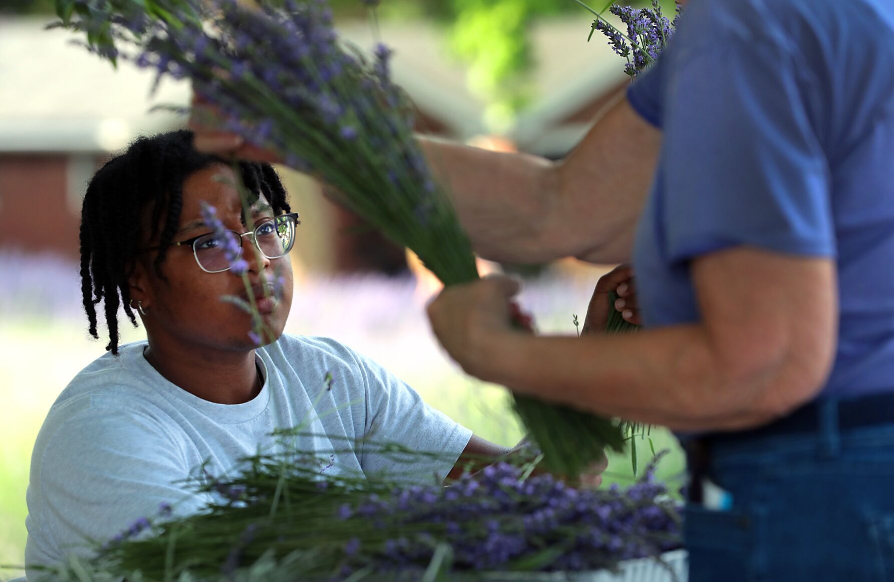 Scent of lavender harvest breathes life into College Hill